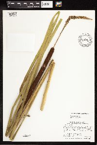 Typha x glauca image