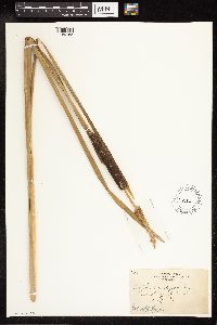 Typha angustifolia image