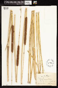 Typha angustifolia image