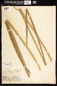 Typha angustifolia image