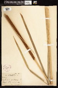 Typha angustifolia image