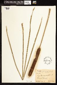 Typha angustifolia image