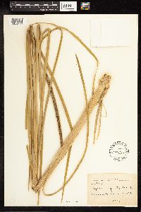 Typha angustifolia image