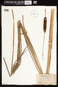 Typha angustifolia image