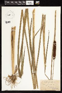Typha angustifolia image