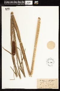 Typha angustifolia image