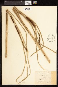 Typha angustifolia image