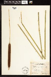 Typha angustifolia image