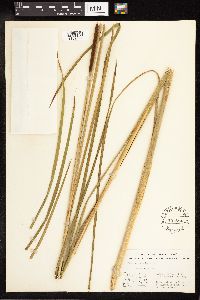 Typha angustifolia image