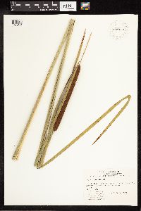 Typha angustifolia image