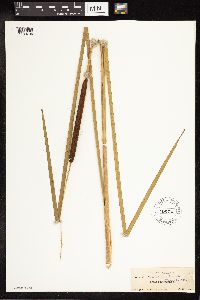 Typha angustifolia image