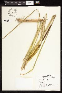 Typha angustifolia image