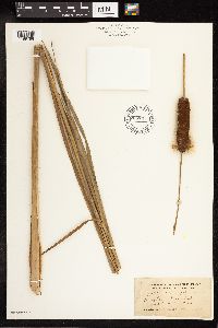 Typha angustifolia image