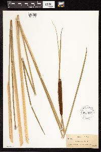 Typha angustifolia image