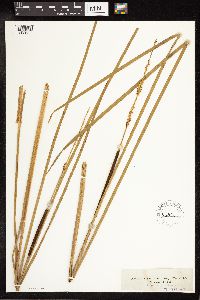Typha angustifolia image