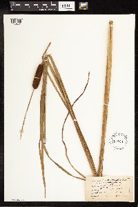 Typha angustifolia image