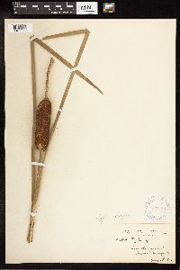 Typha angustifolia image