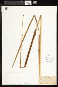 Typha angustifolia image