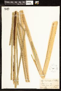 Typha angustifolia image
