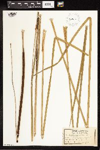 Typha angustifolia image