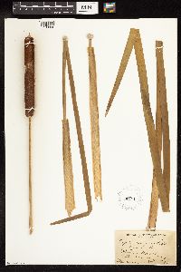Typha angustifolia image
