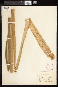 Typha angustifolia image