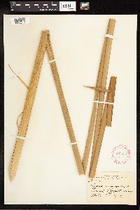 Typha angustifolia image