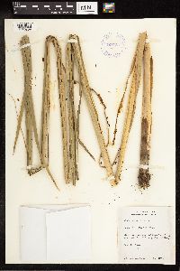 Typha angustifolia image