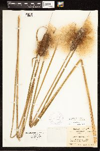 Typha angustifolia image
