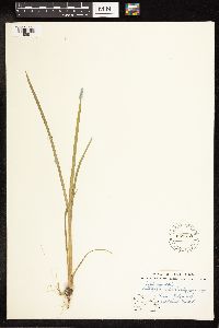 Typha angustifolia image