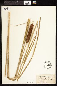 Typha angustifolia image