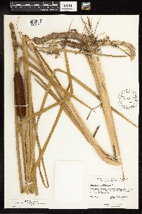 Typha angustifolia image