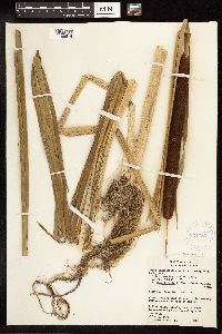 Typha angustifolia image