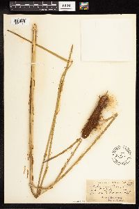 Typha angustifolia image