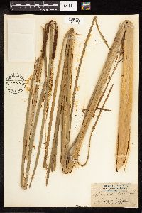 Typha angustifolia image