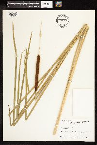 Typha angustifolia image
