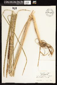Typha angustifolia image