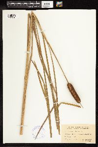 Typha angustifolia image