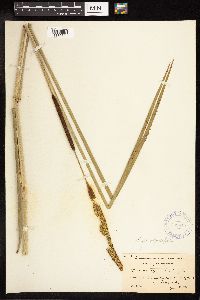 Typha angustifolia image