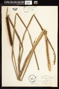 Typha angustifolia image