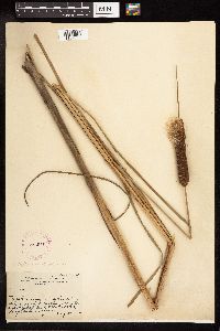 Typha angustifolia image