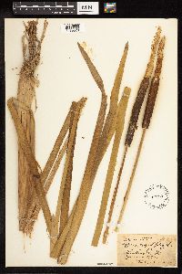 Typha angustifolia image