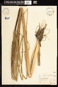 Typha angustifolia image