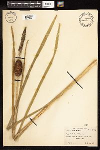 Typha angustifolia image
