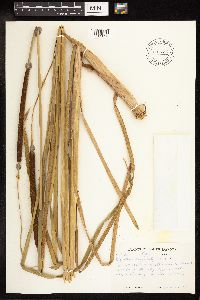 Typha angustifolia image