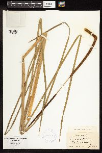 Typha angustifolia image