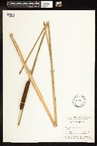 Typha angustifolia image