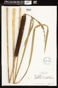 Typha angustifolia image