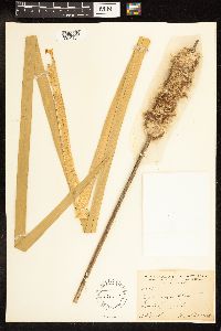 Typha angustifolia image