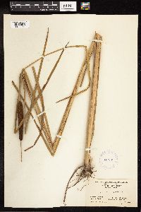 Typha angustifolia image
